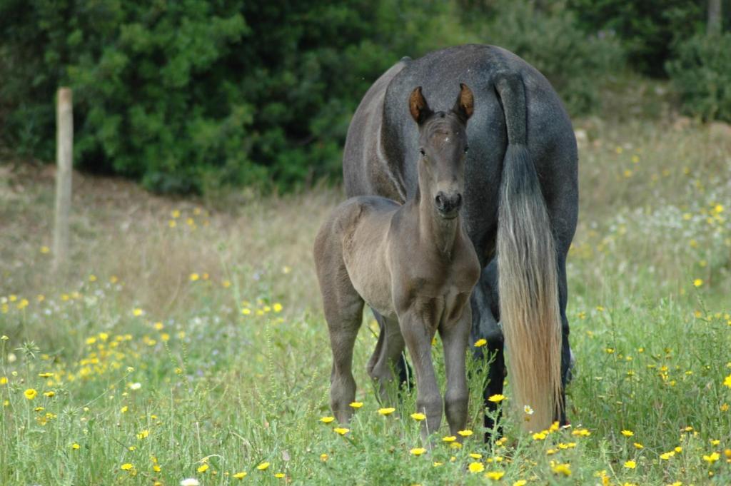 Agroturisme Son Sama Llucmajor  Dış mekan fotoğraf